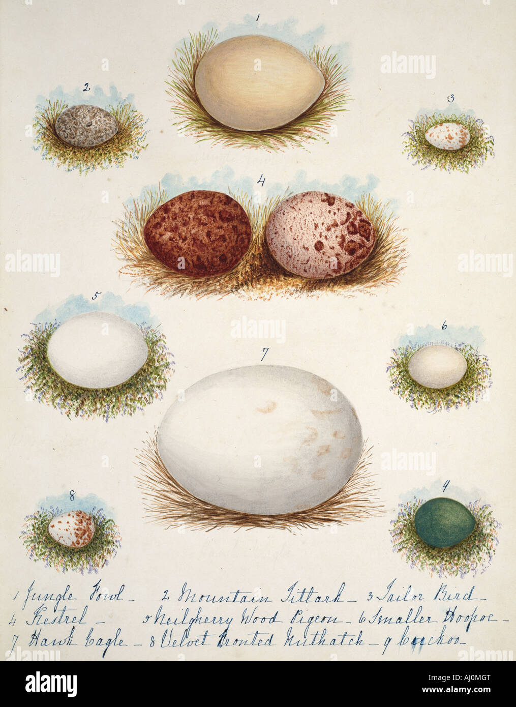 Collection birds' eggs Stock Photo