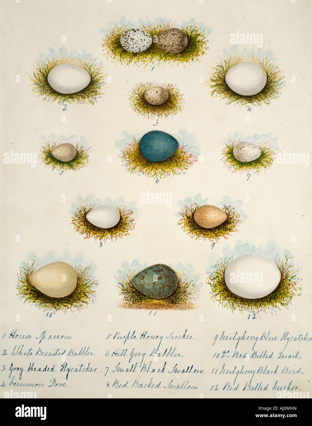 Collection of birds' eggs Stock Photo