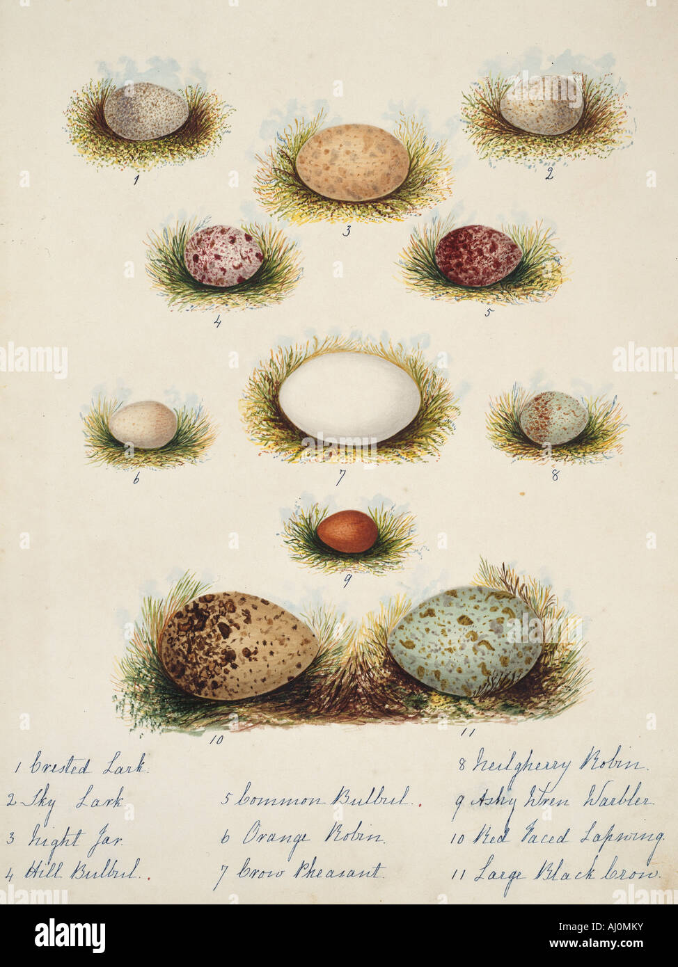 Collection of birds' eggs Stock Photo