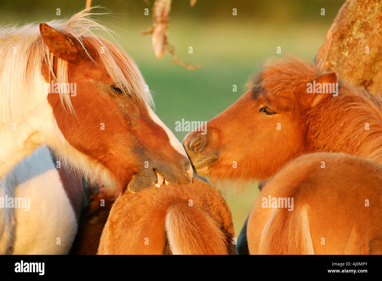 icelandic horse islandpferd Stock Photo Alamy