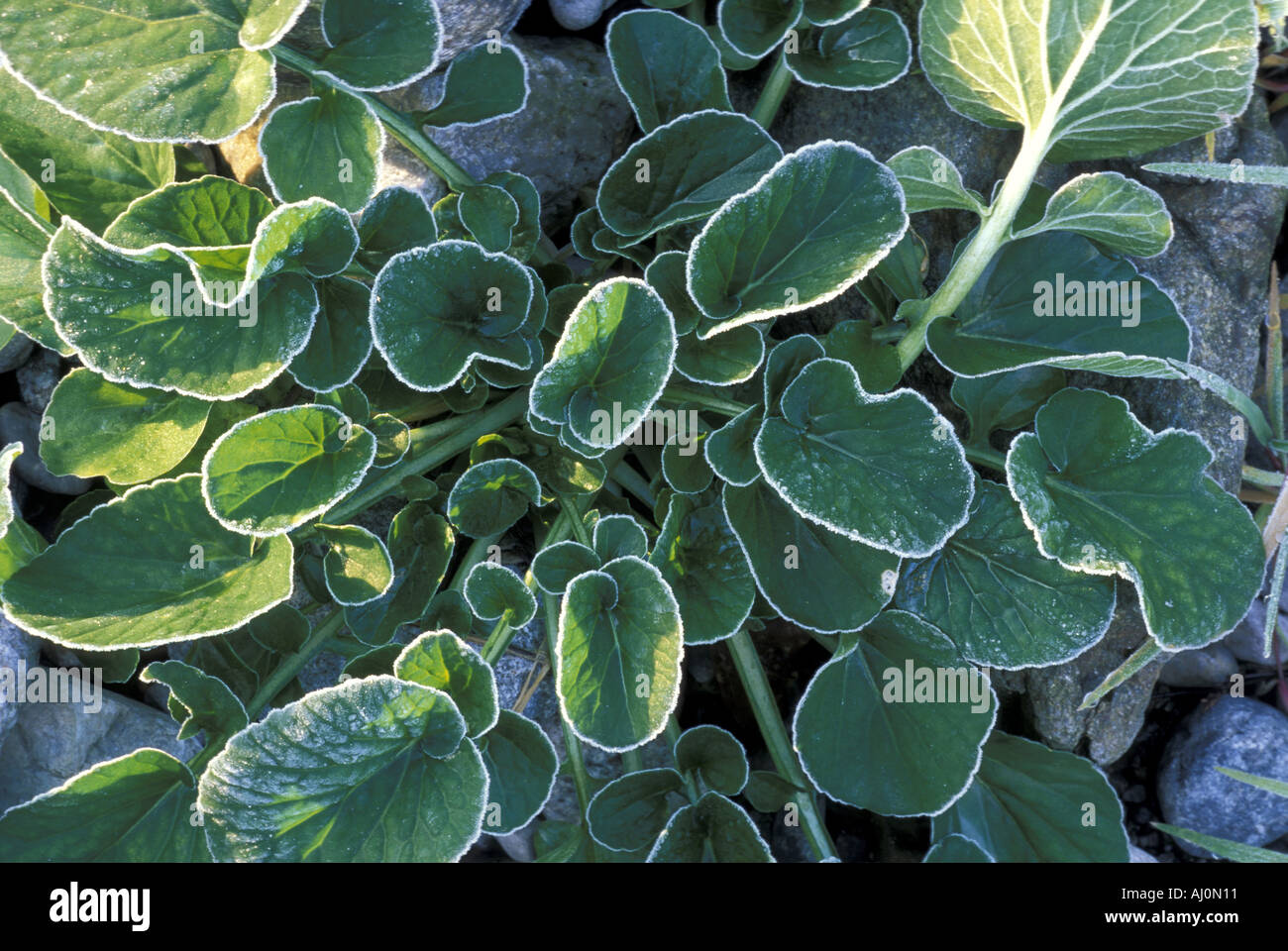 Frost on leaves of a brassicaceae Italy Stock Photo