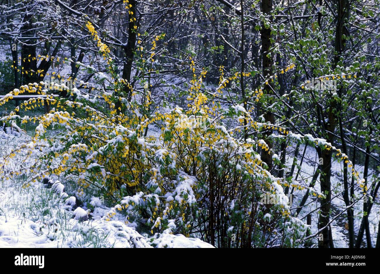 Snow on forsythia Italy Stock Photo