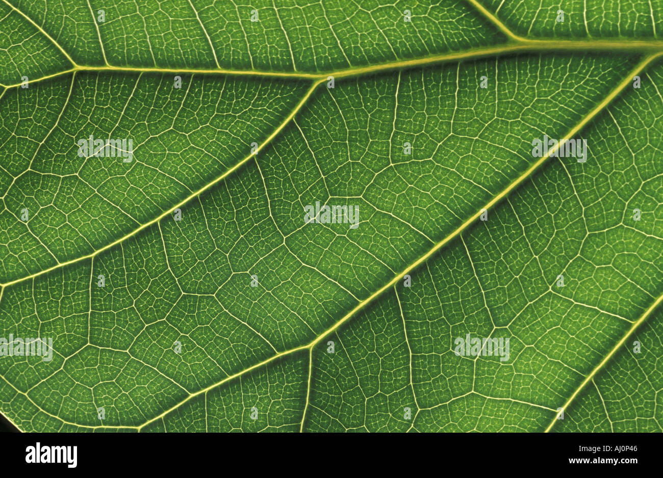 Hazel leaf with vein Italy Stock Photo