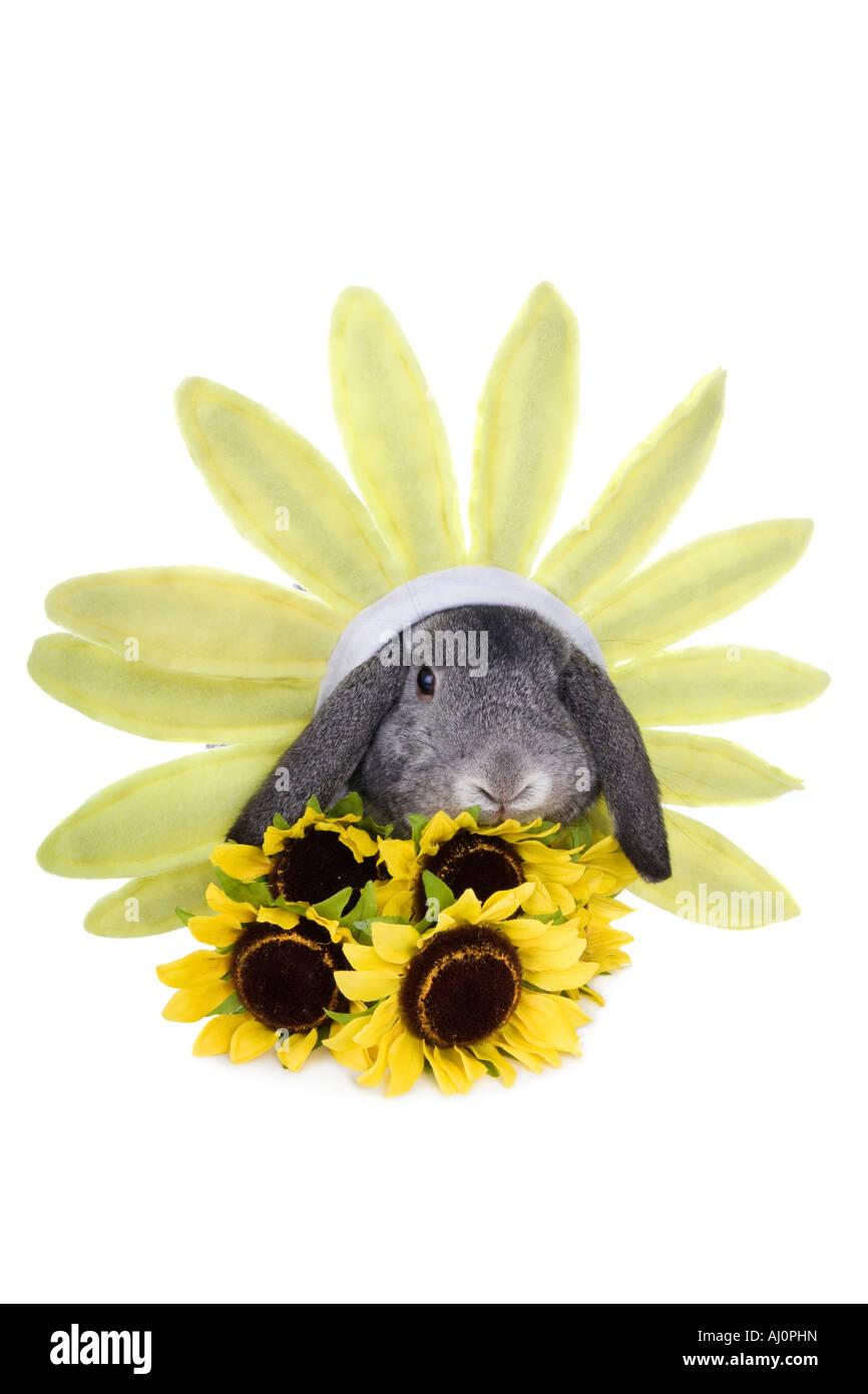 Gray lop ear rabbit dressed as a sunflower in the garden on white ...