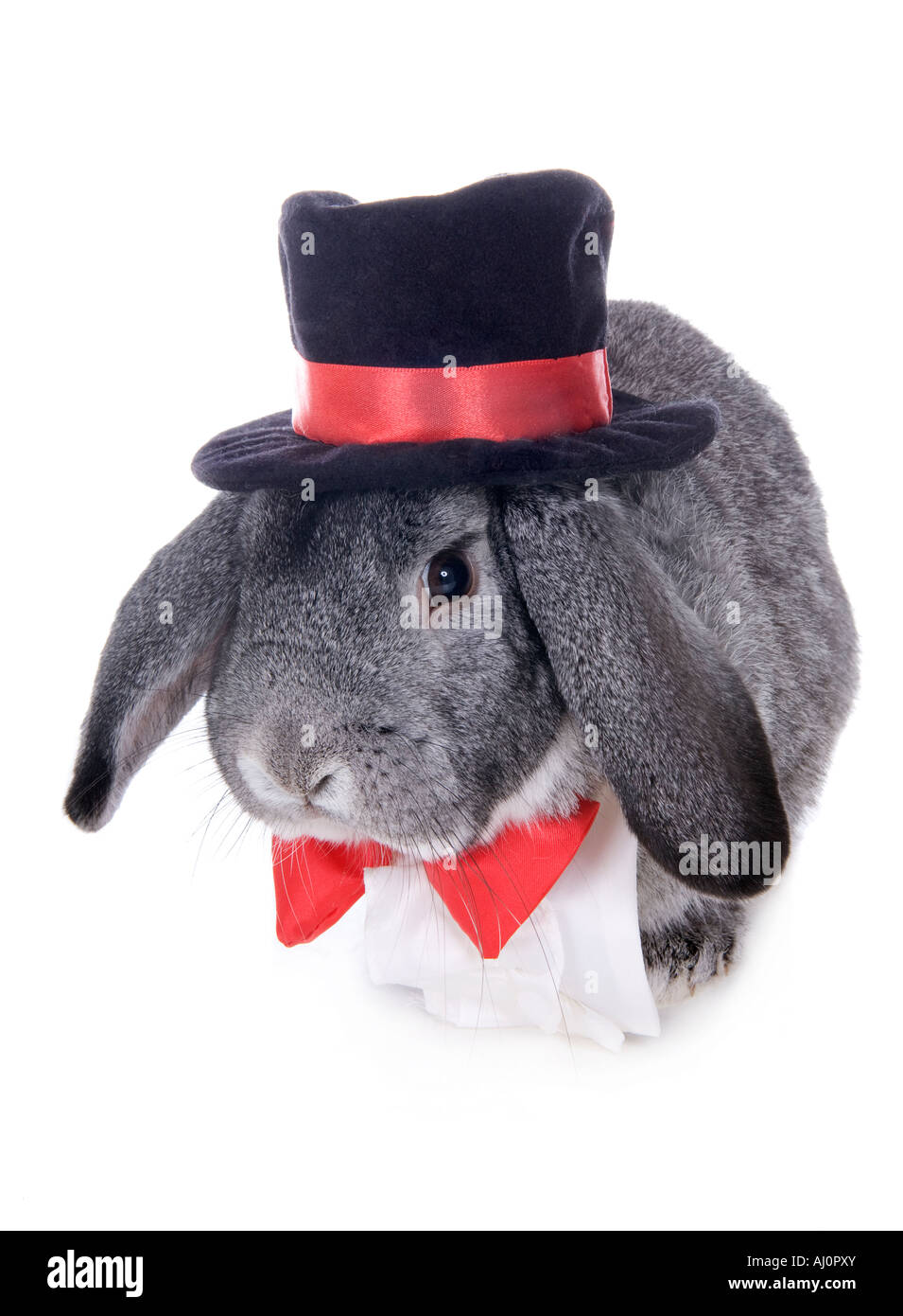 Gray formal lop ear rabbit dressed in red bow tie and top hat isolated
