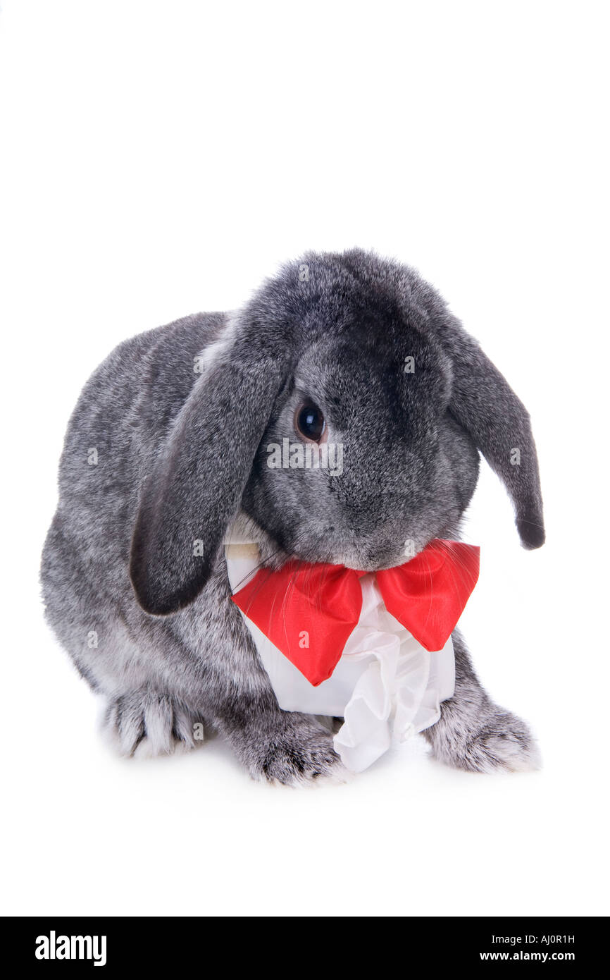 Gray formal lop ear rabbit dressed in red bow tie isolated on white ...