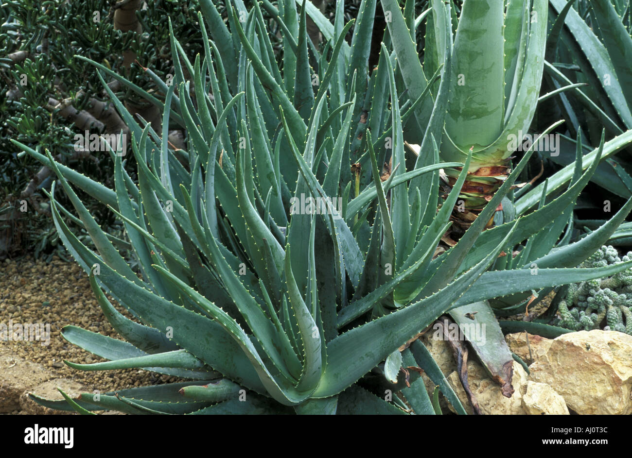 Aloe Vera Italy Stock Photo 4761659 Alamy - 