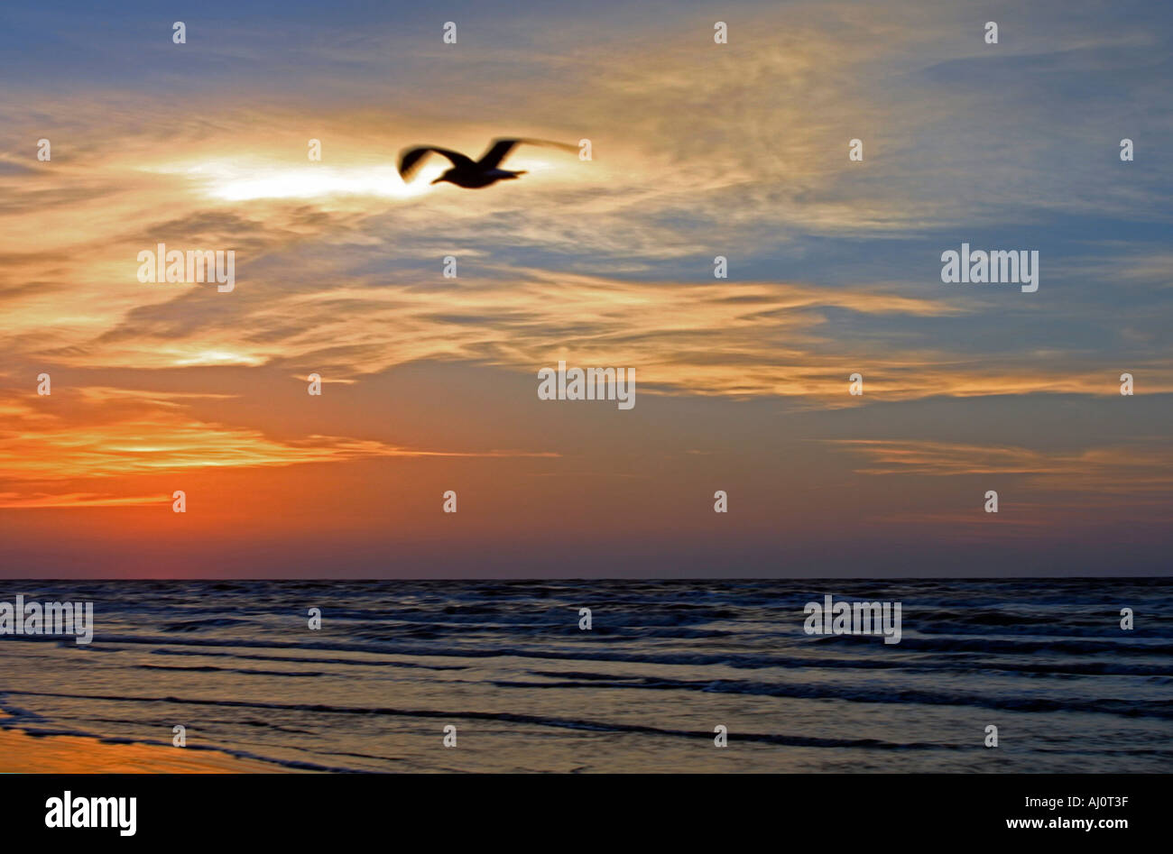 Nature texas gulf coast seagull hi-res stock photography and images - Alamy