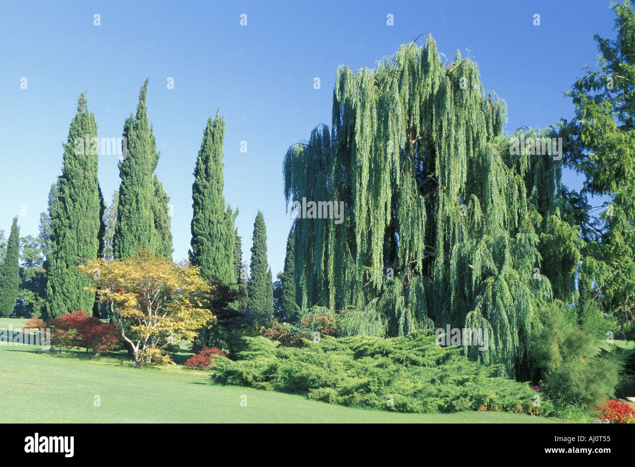 Salix Alba Tristis Sigurtï¿½ park garden Valeggio sul Mincio Veneto Italy Stock Photo