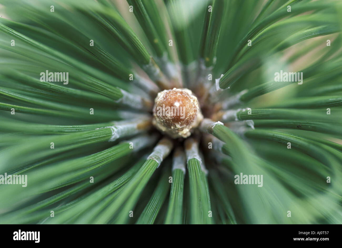 Bud of dwarf mountain pine Italy Stock Photo