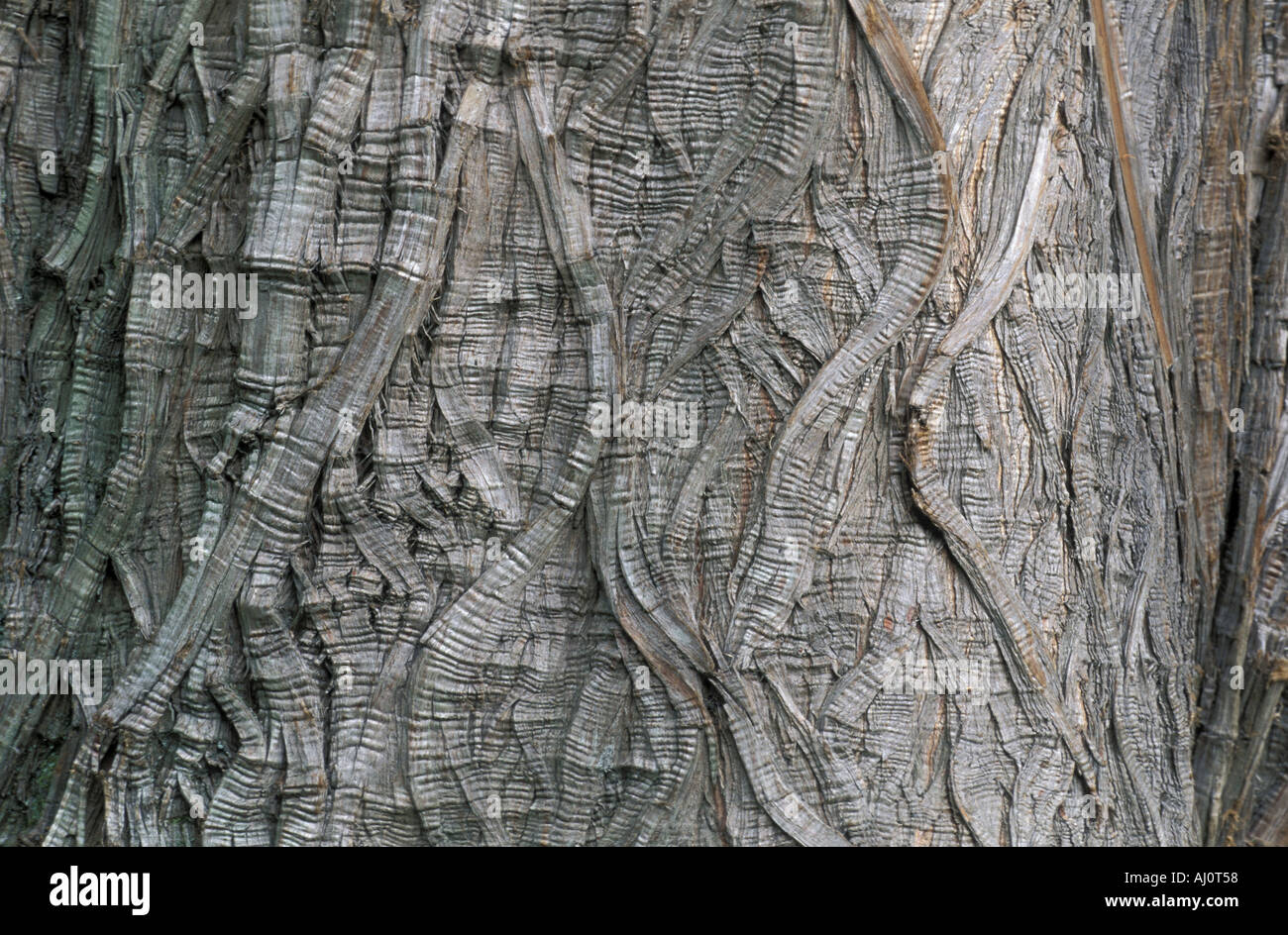 Bark Taxodium Distichum Italy Stock Photo Alamy
