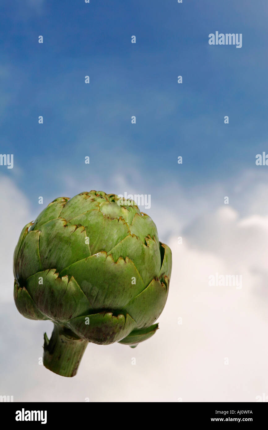 Artichoke Floating in the Sky Concept and Symbols Stock Photo Alamy
