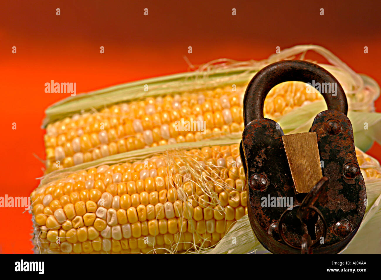 Hybrid Corn and Padlock and Key Locking In The Freshness Concepts and ...