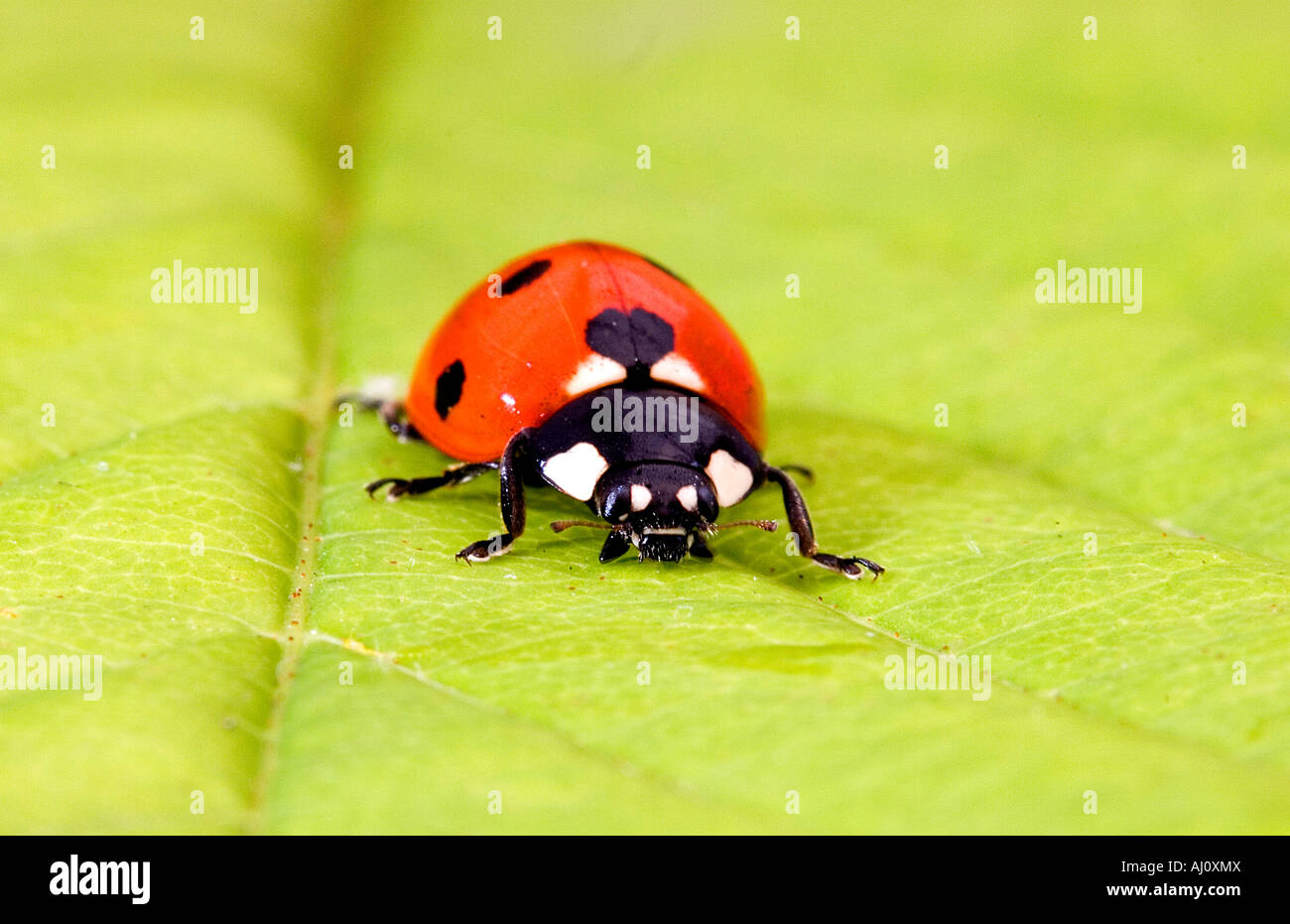 Ladybird hires stock photography and images Alamy