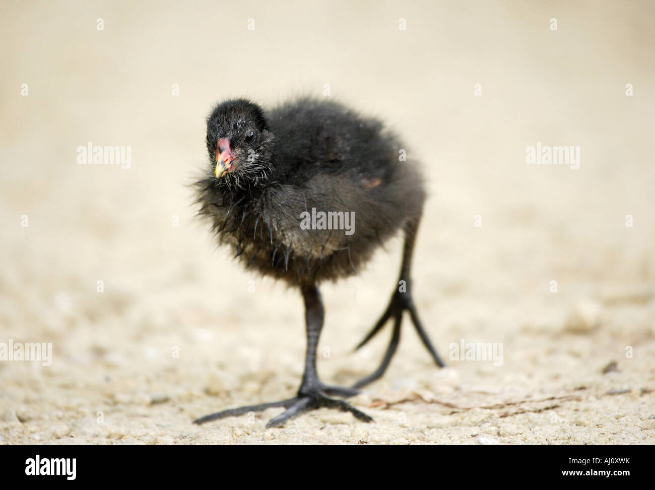 Moorhen chick Stock Photo