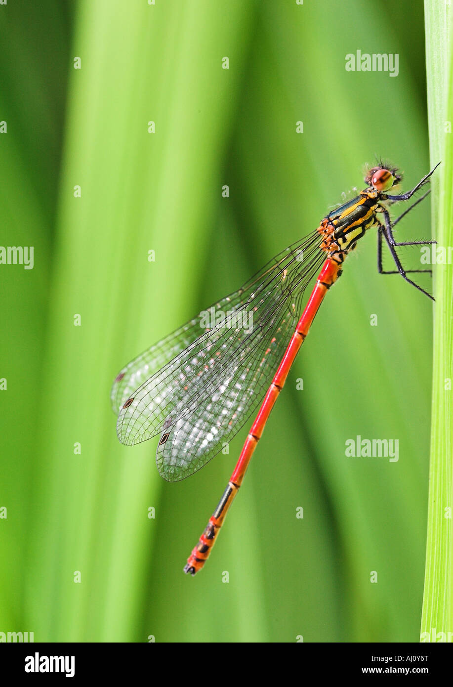 Damselfly insects hi-res stock photography and images - Alamy