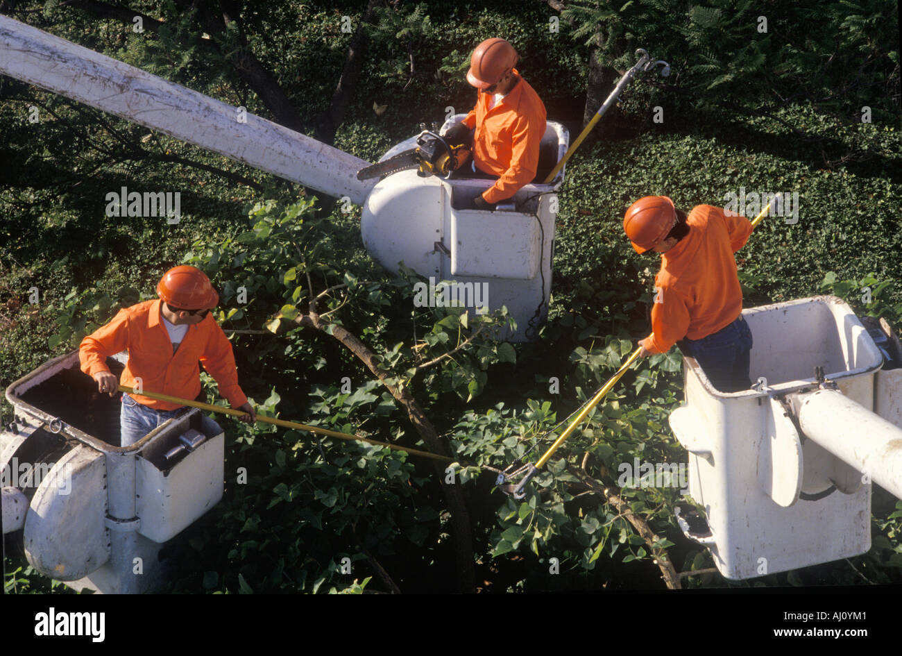 Tree trimming crew in cherry pickers at Los Angeles International