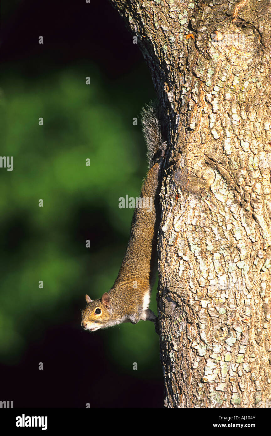 Oestliches Grauhoernchen eastern Gray Squirrel Sciurus carolinensis Florida USA Stock Photo