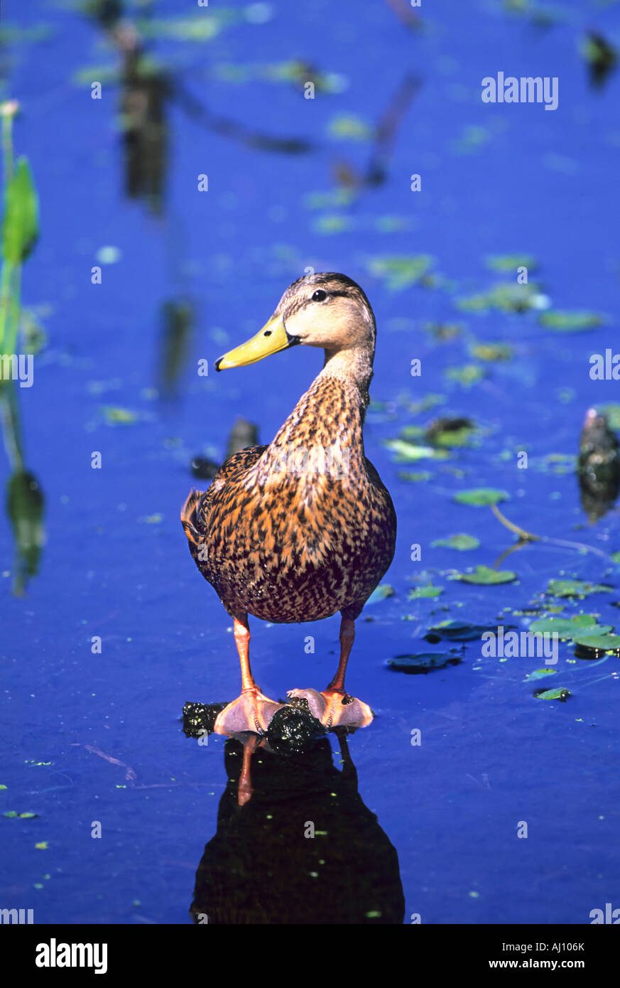 Floridaente Mottled Duck Anas fulvigula Florida USA Stock Photo