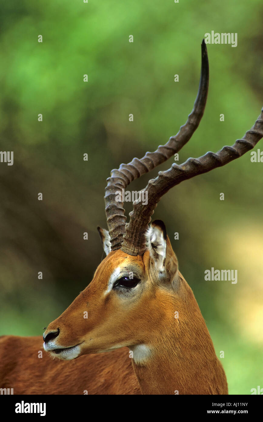 Impala Buck Bock Aepyceros Melampus Samburu Kenia Afrika Stock Photo Alamy