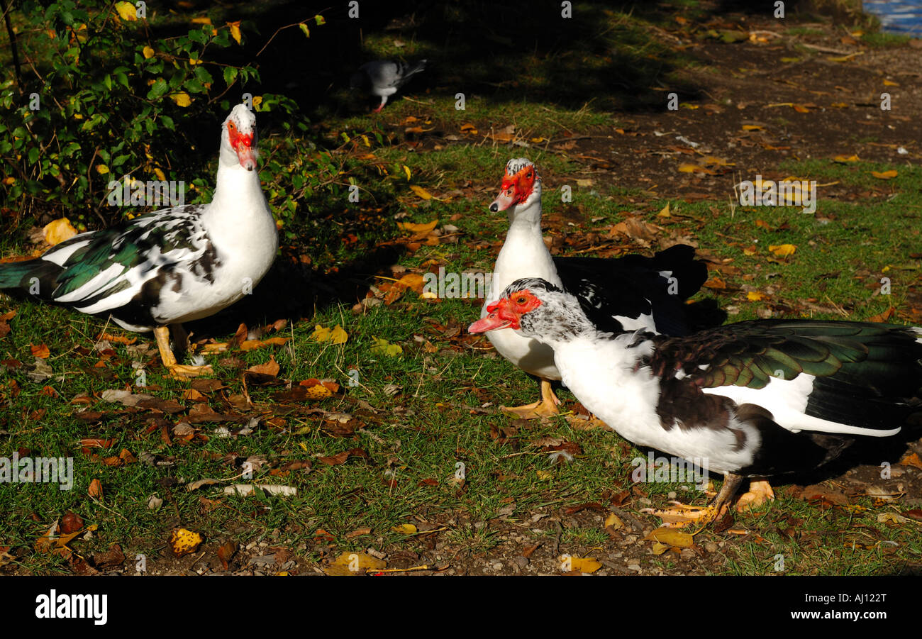 Muscovy duck feeding hi-res stock photography and images - Alamy