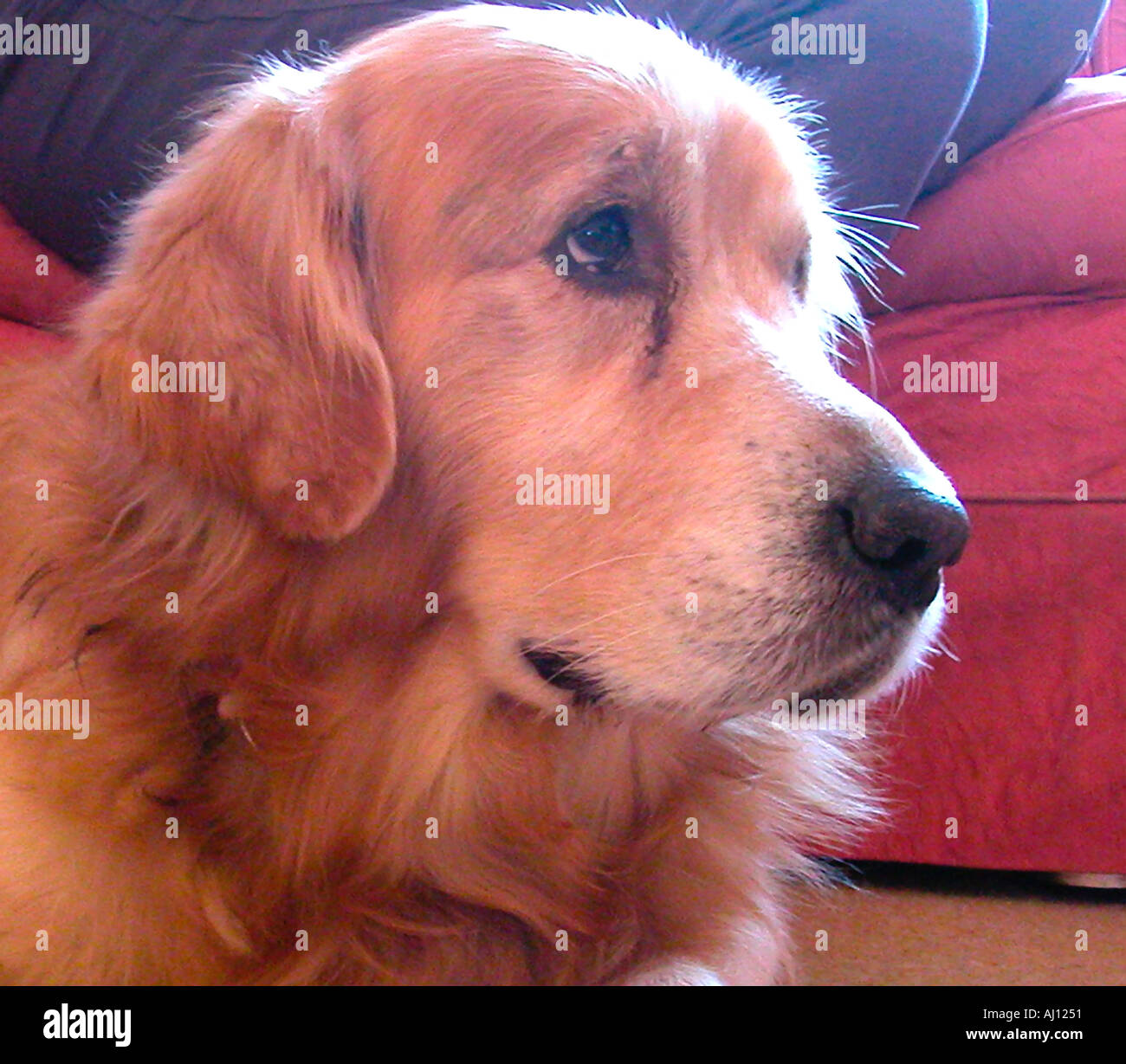 Golden Retriever Dog Portrait January 03 Stock Photo - Alamy