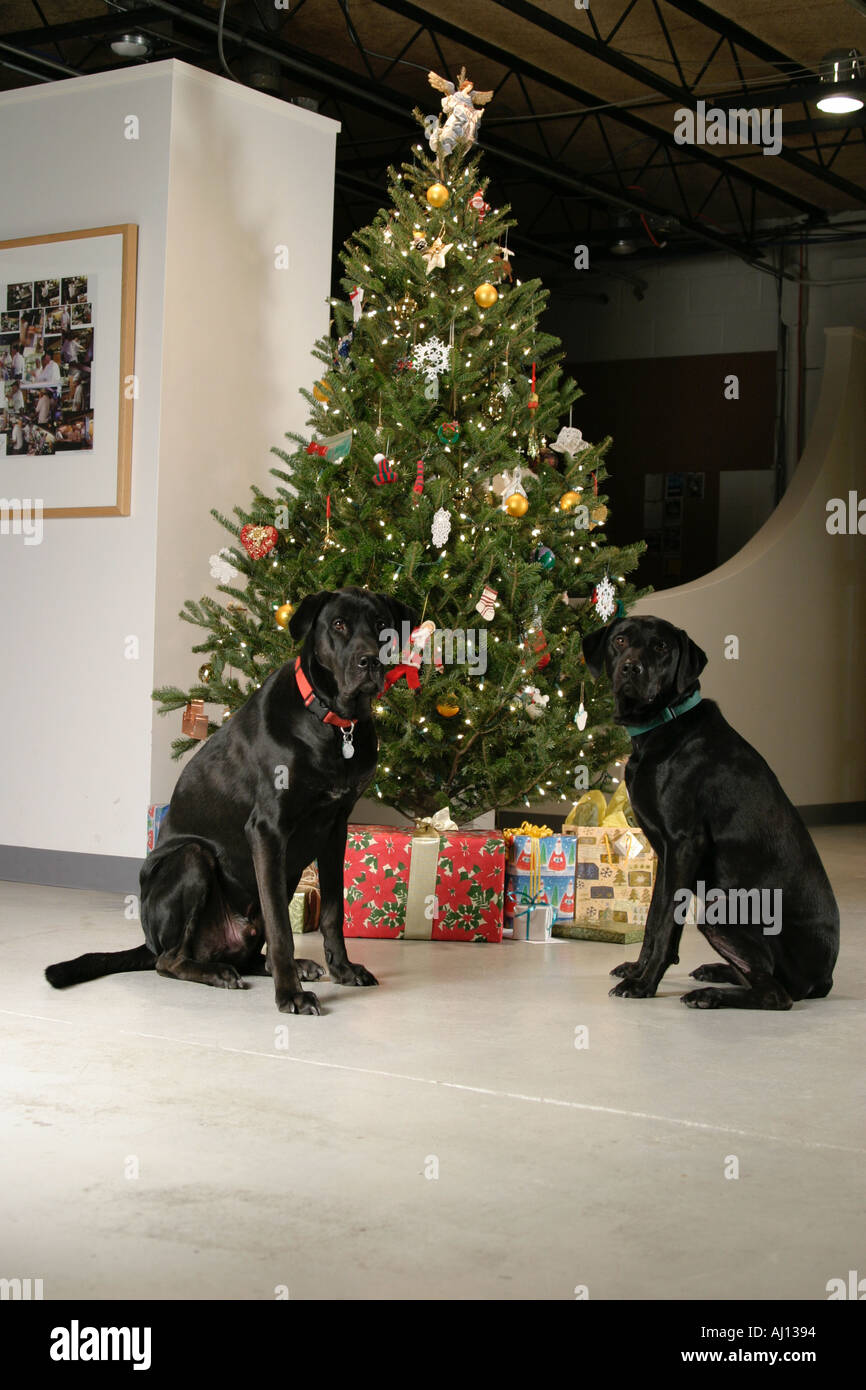 christmas tree dog guard