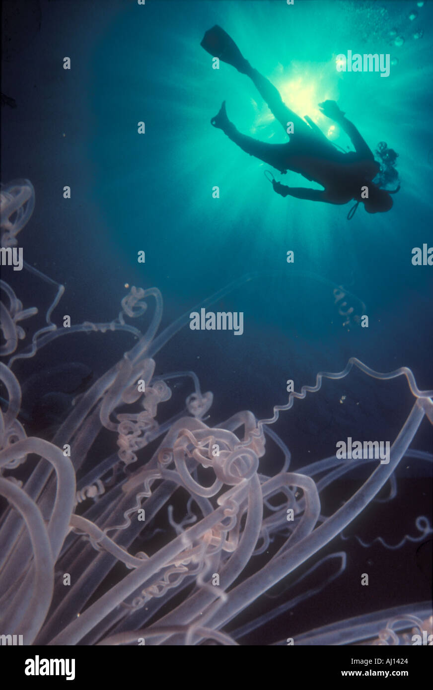 Skin diver hires stock photography and images Alamy