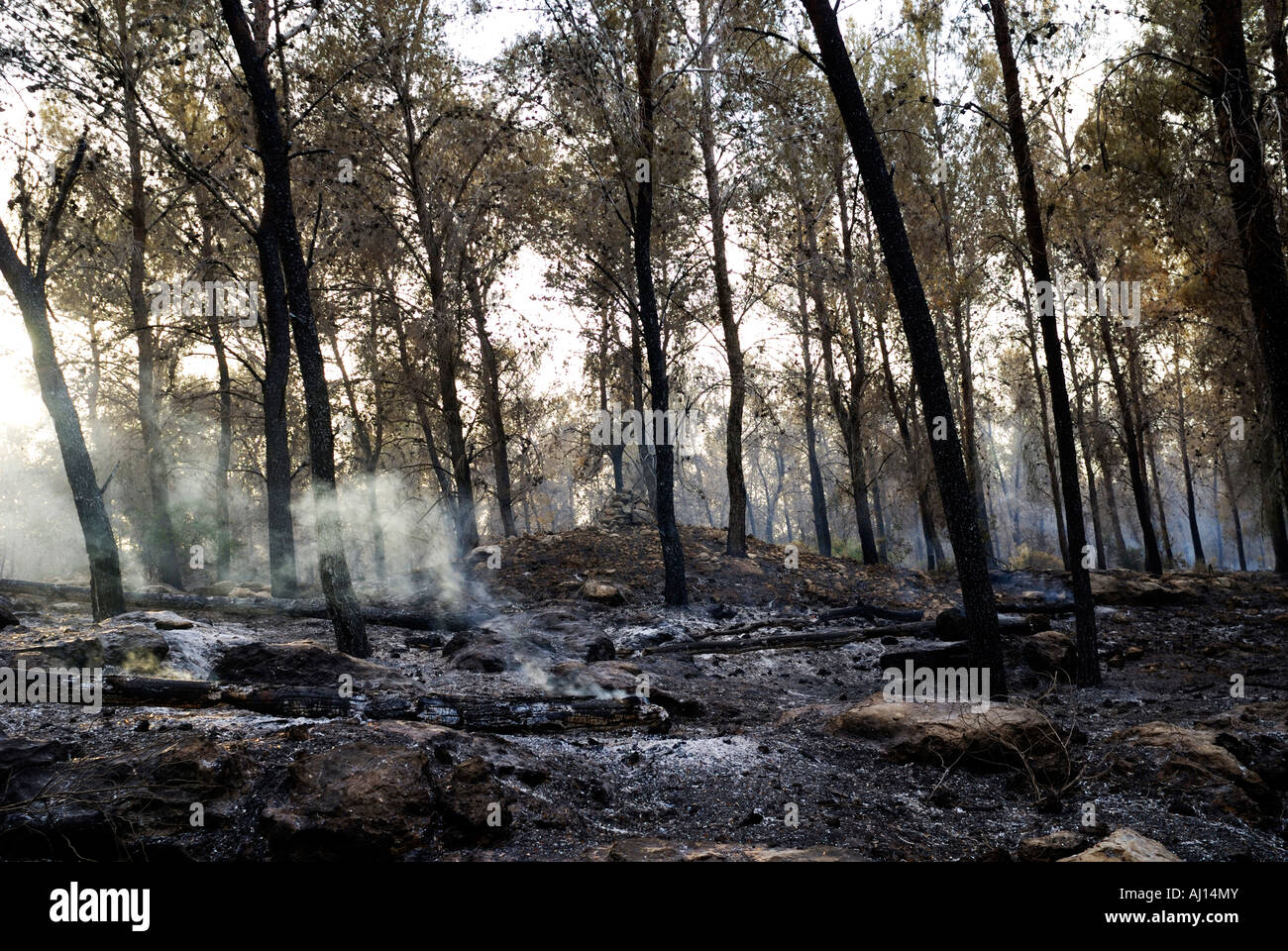 smoke and smouldering ashes after a pine tree Forest fire was put out