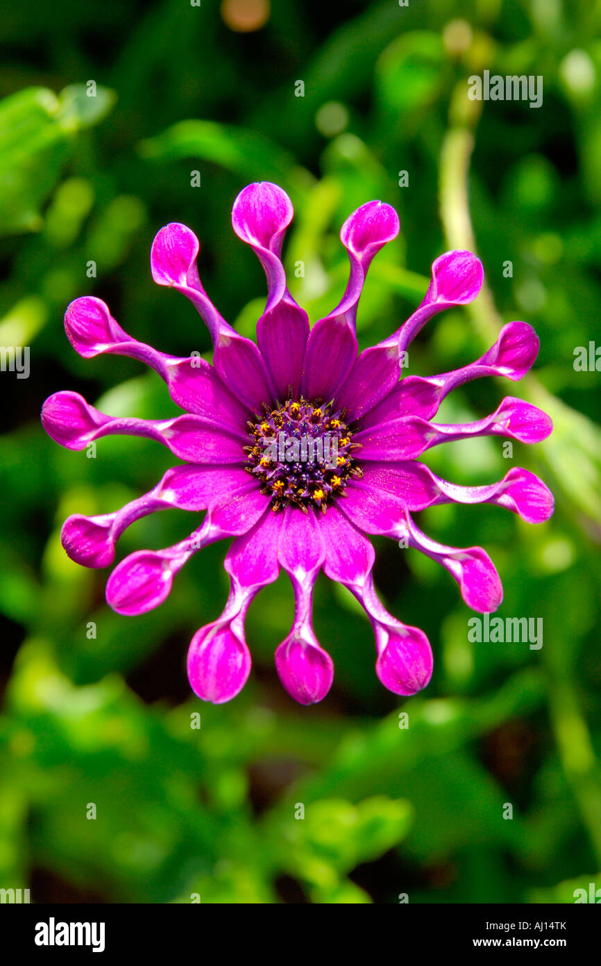 Single purple coloured spooned Osteospermum or Cape Daisy with its petals curled up Stock Photo