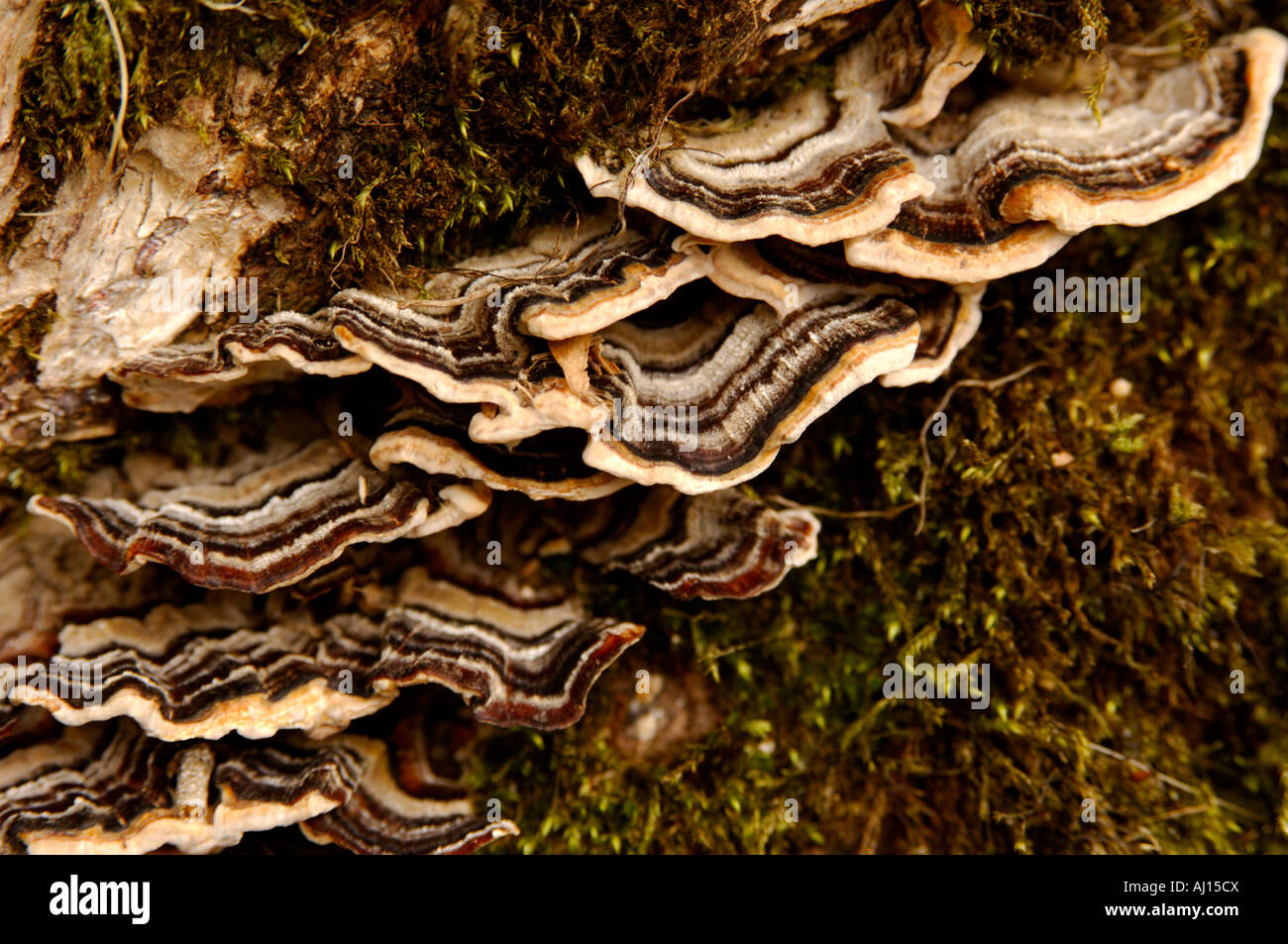 Coriolus versicolor or Manyzoned Polypore type bracket fungi growing on a tree trunk in a dense woodland Stock Photo