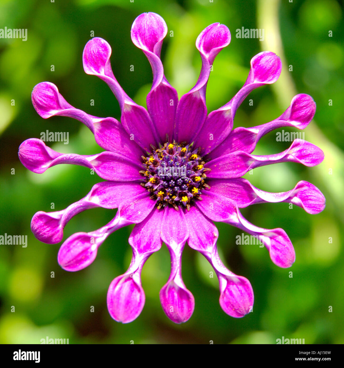 Single purple coloured spooned Osteospermum or Cape Daisy with its petals curled up Stock Photo