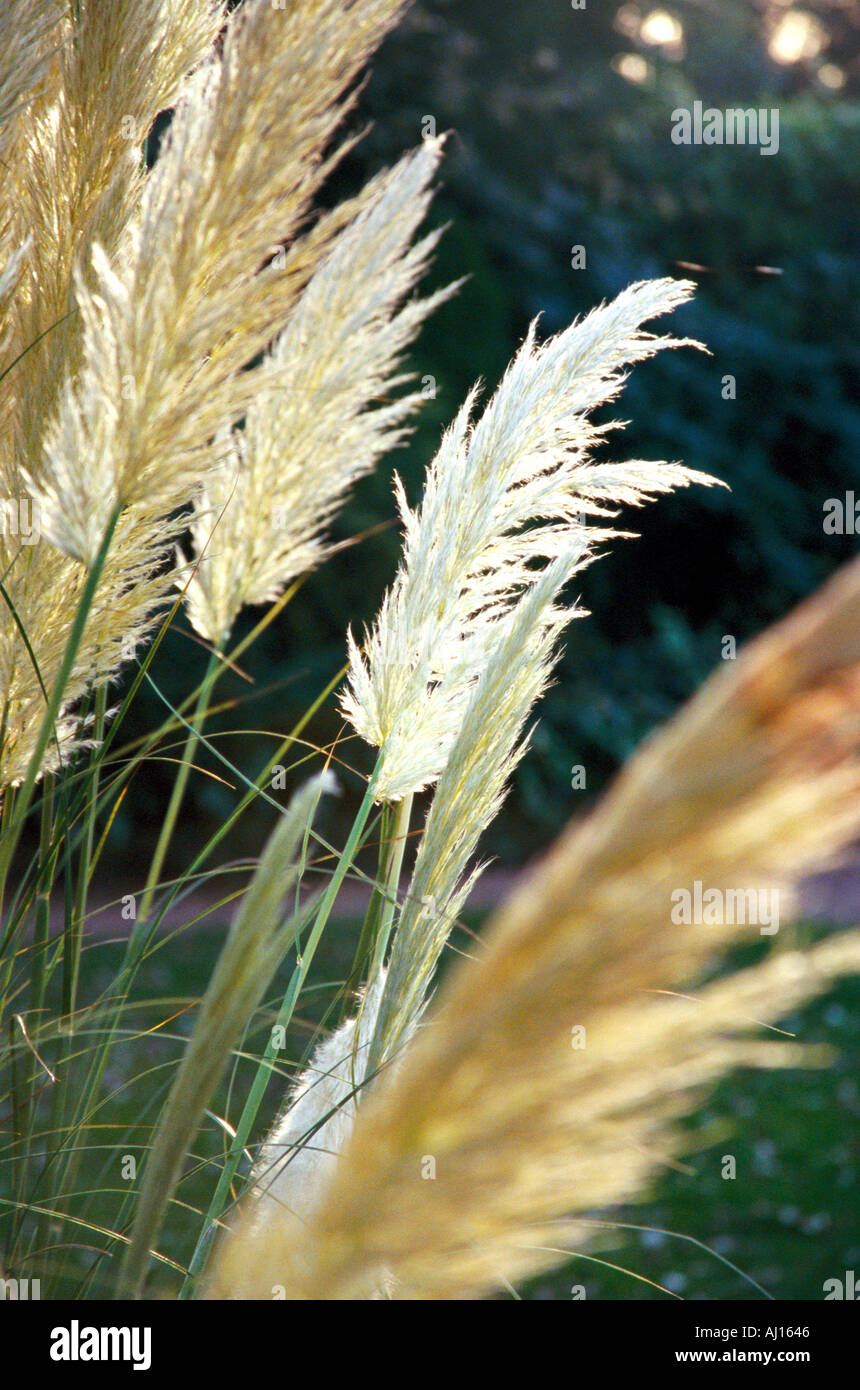 Feathered pampas grass hires stock photography and images Alamy