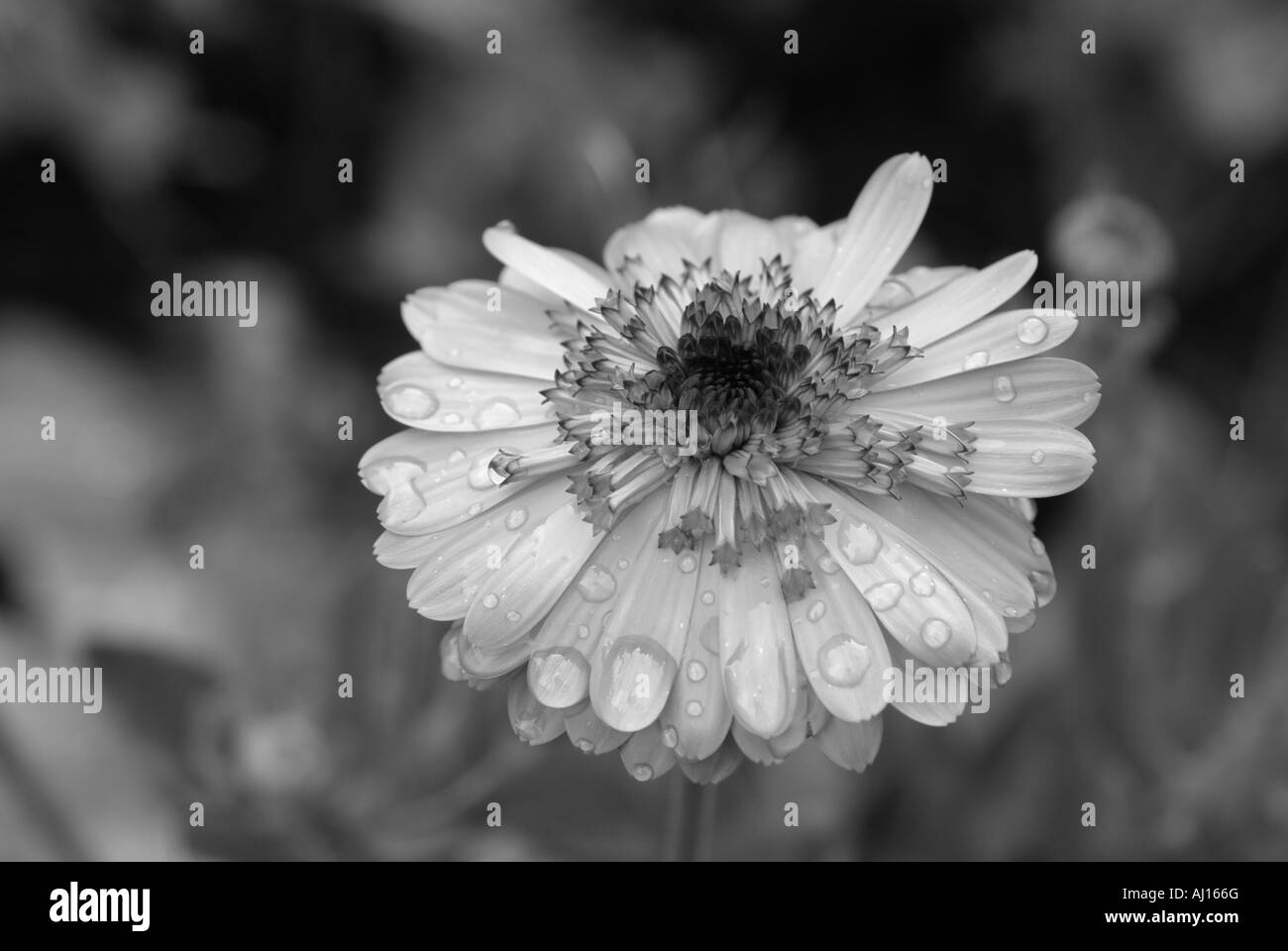 marigold black and white with raindrops on petals Stock Photo