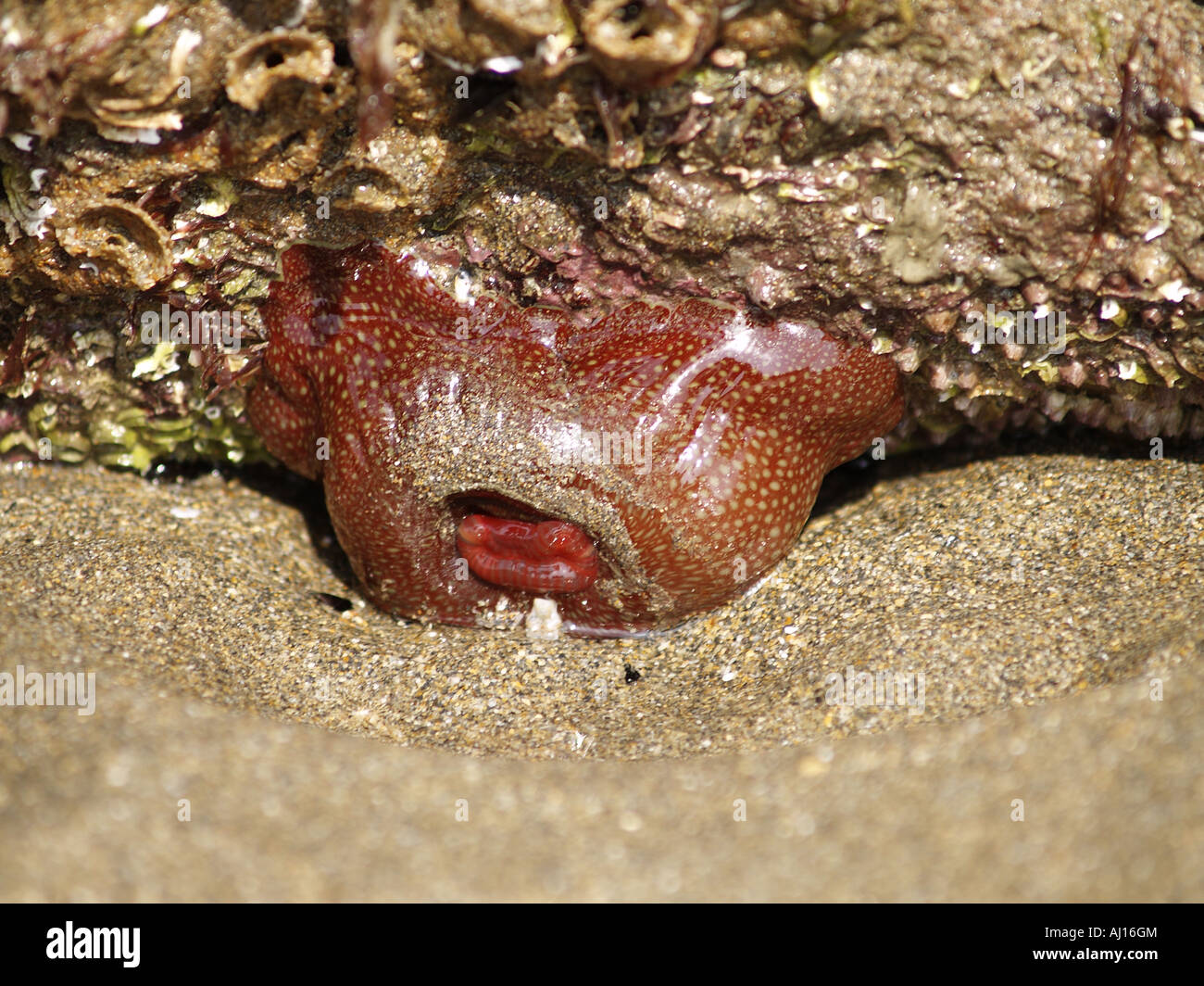 Strawberry Sea Anemones in its closed state . Stock Photo