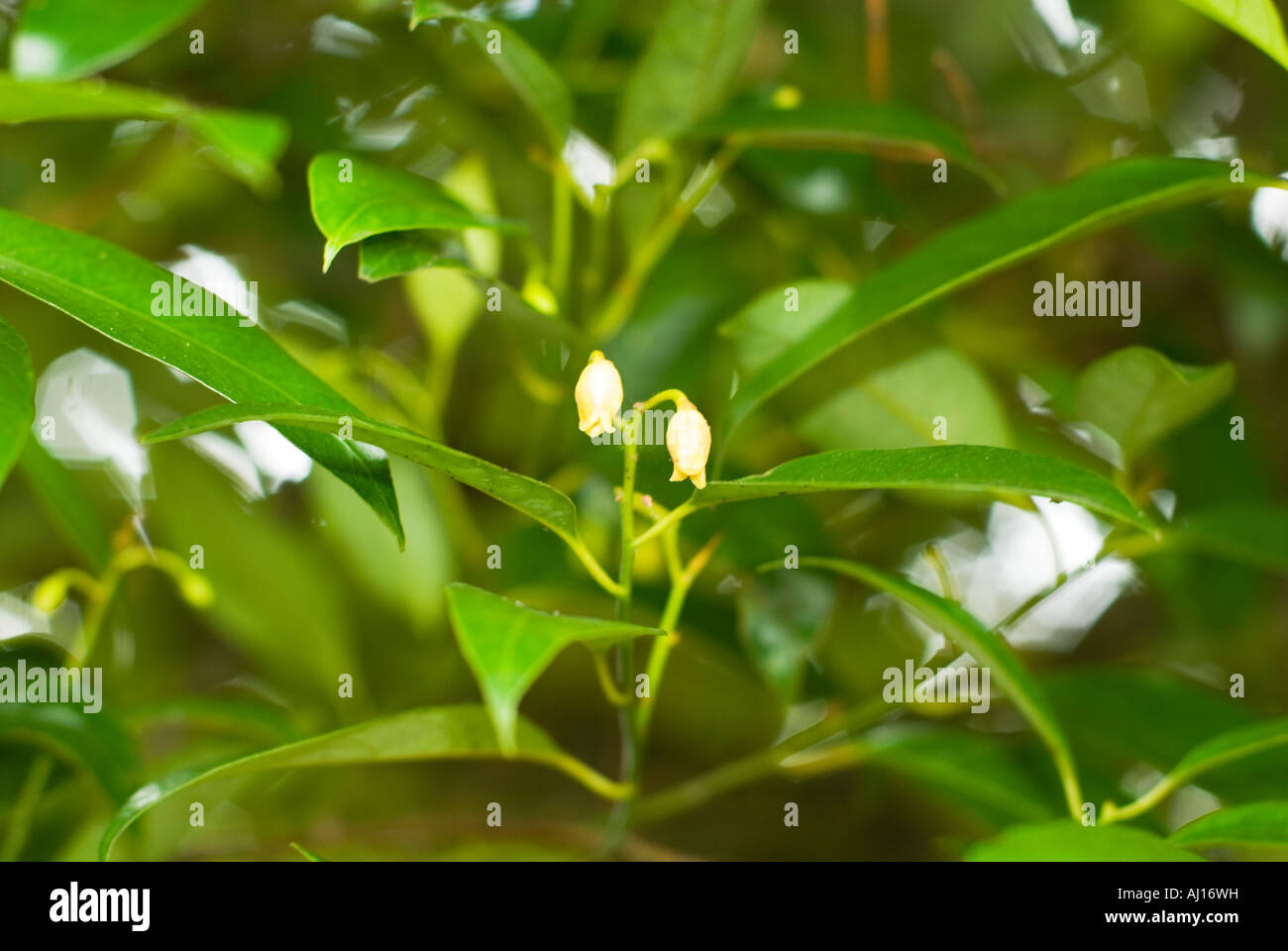 Myristica fragrans Myristicaceae Magnoliophyta NUTMEG TREE flower