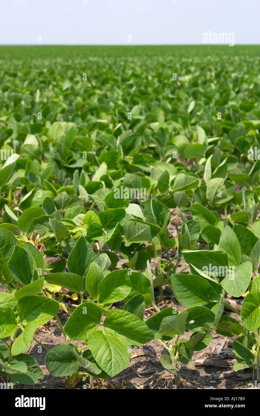 Young soybean crop usa hi-res stock photography and images - Alamy