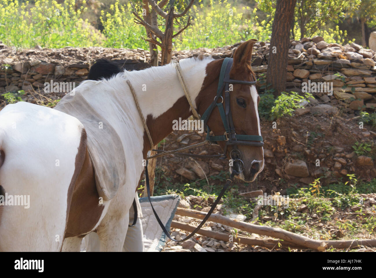skewbald mawari horse looking Stock Photo
