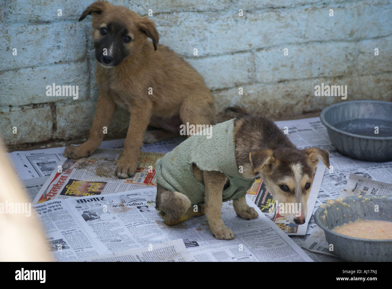puppies on newspaper Stock Photo Alamy