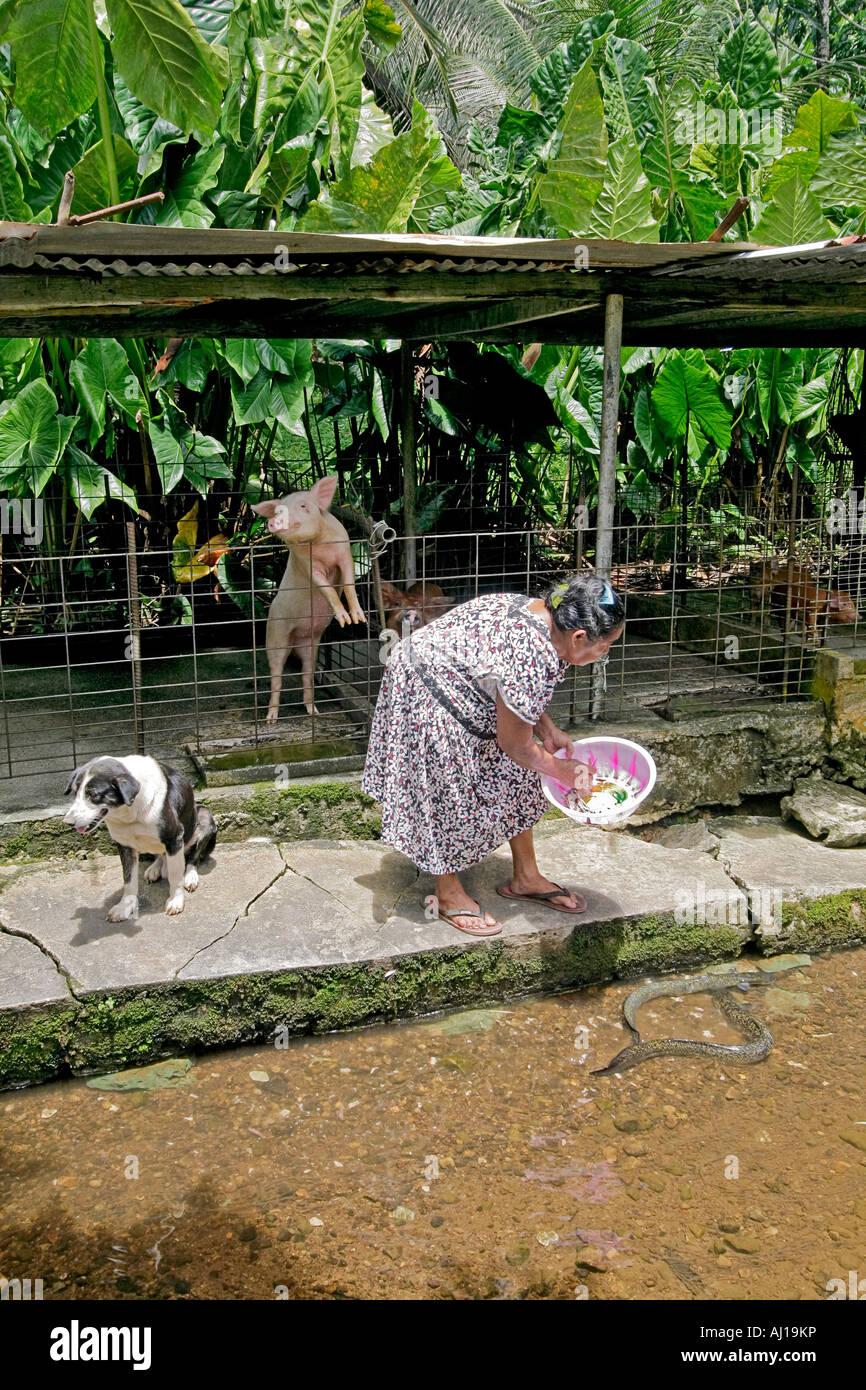 Kosrae native woman feeds eels in a channel at her eel farm while the family pig and dog look on Stock Photo