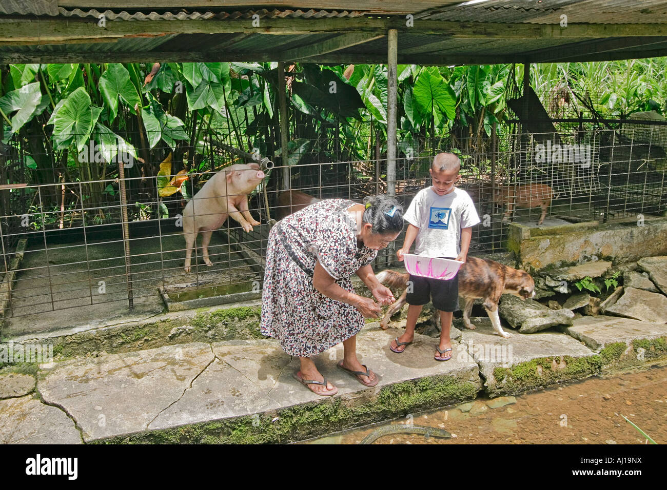 Kosrae native woman feeds eels in a channel at her eel farm while her son along with the family pig and dog look on Stock Photo