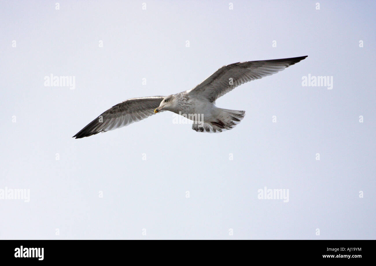 Juvenile herring gull landing Stock Photo Alamy