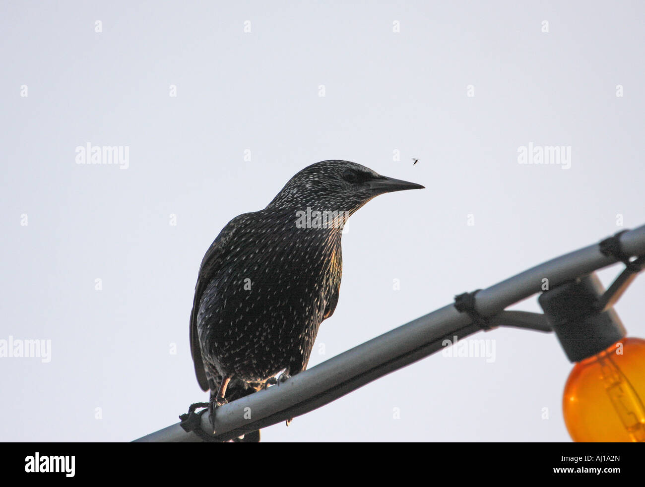 Starling watching insect Stock Photo - Alamy