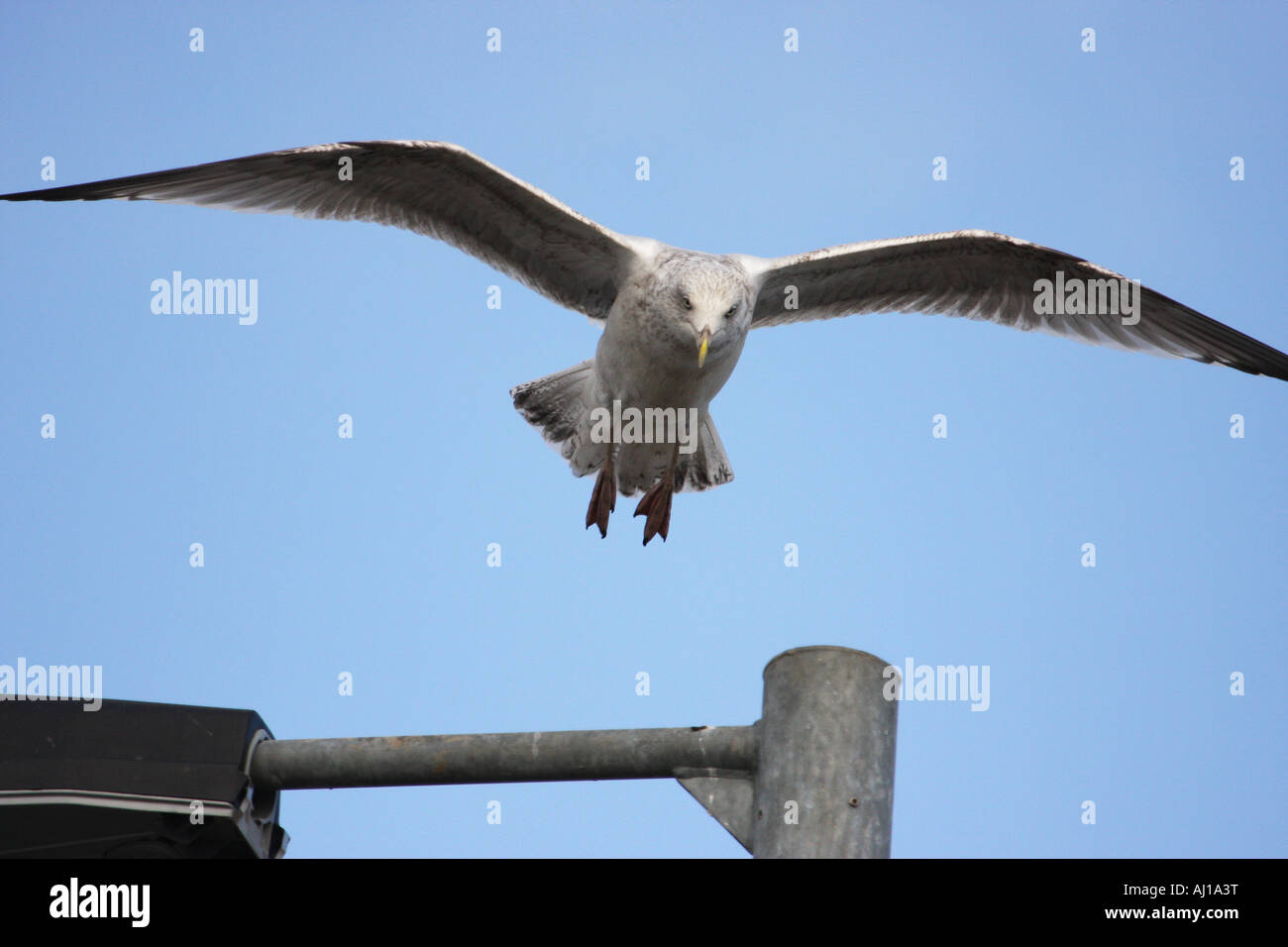 Herring gull landing Stock Photo Alamy