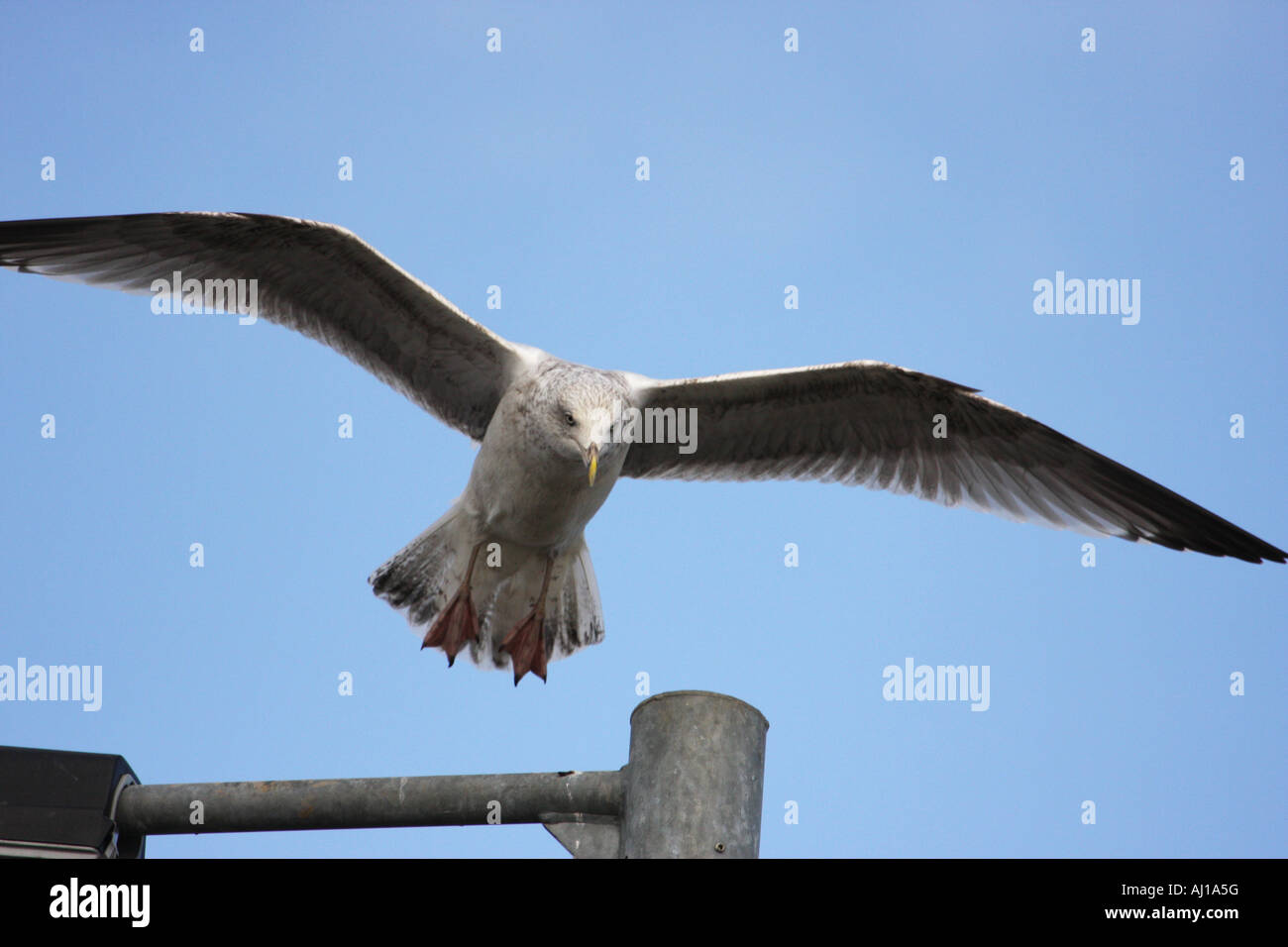 Herring gull landing Stock Photo Alamy