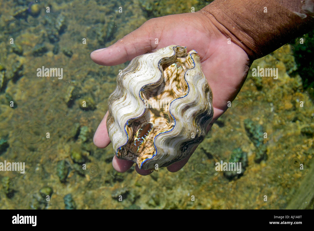 Giant clam -Tridacna darasa- grown in clam farm on Kosrae Stock Photo