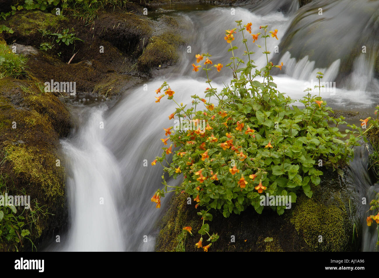detail of a stream with flowers Faeroe Islands Stock Photo