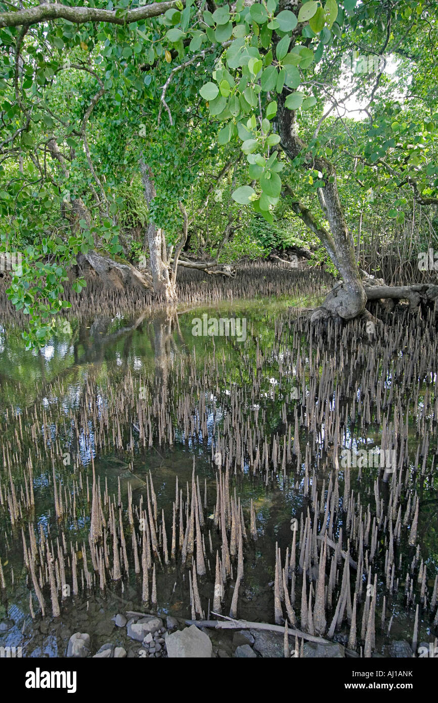 Mangrove trees with air roots showing at low tide in Kosrae Federated States of Micronesia FSM Stock Photo