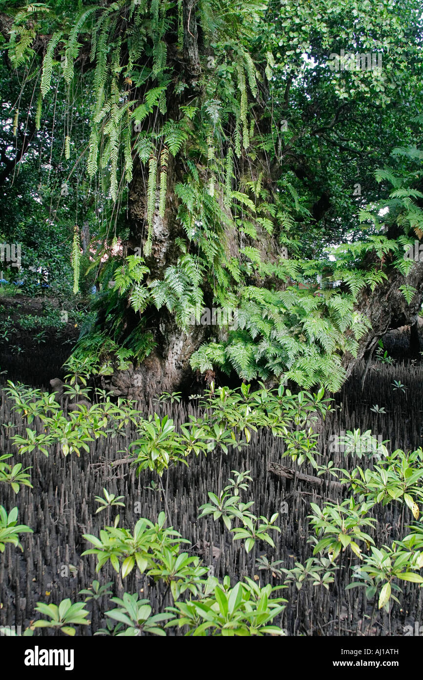 Mangrove trees with air roots showing at low tide in Kosrae Federated States of Micronesia FSM Stock Photo