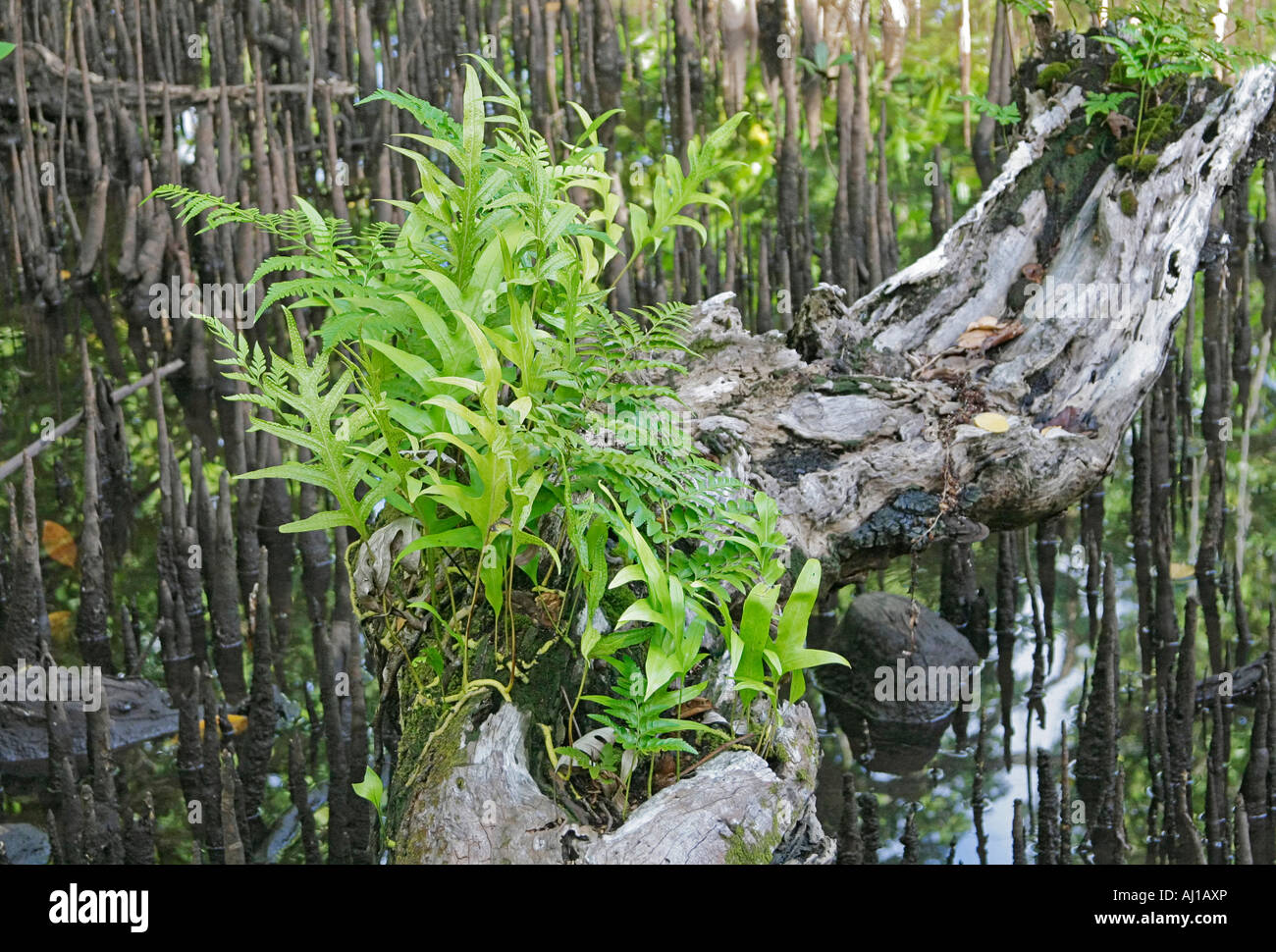 Mangrove trees covered with ferns with air roots showing at low tide in Kosrae Federated States of Micronesia FSM Stock Photo